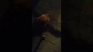Cuca conoci&oacute; a sus primos. y se volvi&oacute; loca. #perros #mascotas
