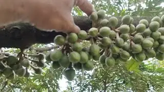 Vườn sầu riêng musking năm ra bông như ý muốn chuẩn bị sổ nhụy 