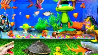 Frog And Turtle Toy, Cute Fish Tank, Panda Fish, Parrot And Carp Fishes, Cute Animals, Fishes Video,