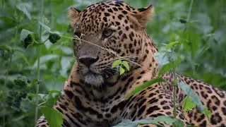 Bannerghatta National Park safari 🦁🐯🦓🦁🦚 #nature #animalslovers#save animals &hearts;️ b'lore💚💛 support🙏