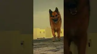 Garman Shepherd Hyer Attack😈😮 || German Shepherd Strong Dog || powerful Dog😮😈#shorts