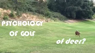 Psychology of Golf: Dove Canyon Golf Club