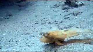 Leaf Scorpionfish lolloping in Timor Leste