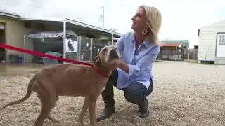 BISSELL Pet Foundation 2018 Blocktail Video