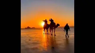 incredible sunset, Camel ride in Essaouira beach