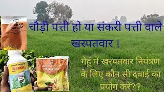 Weed control in wheat..🌾🌾January 8, 2026#viral #farming #wheat #vlog #khetibadi 