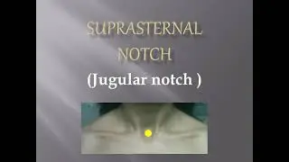 JUGULAR  NOTCH