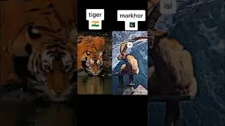 Tiger and markhor #YouTube shorts #attitude #India Vs Pakistan