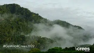 Support the Amazon rainforest
