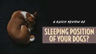 What your DOG&rsquo;s sleeping position REVEALS? Health and Personality