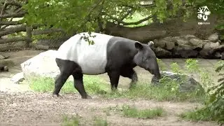Zoo Praha:  Proč se tap&iacute;r vět&scaron;inu dne v&aacute;l&iacute;?
