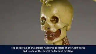 &ldquo;Luigi Rolando&rdquo; Museum of Human Anatomy