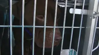 Dogs chained up, left out in the bitter cold