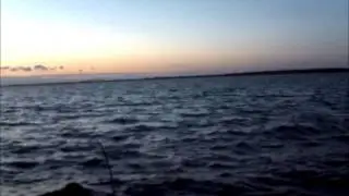 Specieshunting from dusk till dawn