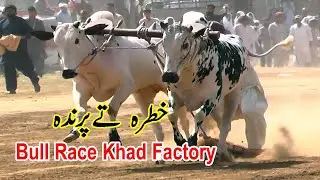 Khad factory bull race | Fatehjangi Racers Bulls