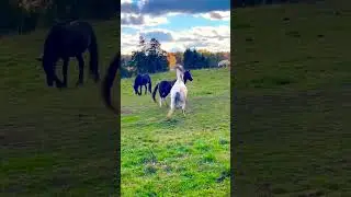 My Rules for Horse Care