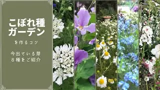 《お庭でこぼれ種を活かすコツ》オルレア・ニゲラ・カモミール・ワスレナグサなど８種の芽を見分けよう／