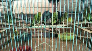 UPDETE STOK TERBARU KIOS ABADI BIRD TANGERANG MINGGU 18 JANUARI 2026