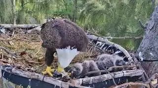 P4- Review mother birds brings food to feed her babies in their nest | baby birds life #birdslover