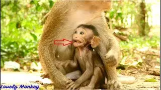 Something Stuck Inside Mouth! Baby Monkey Carlino Is Hyper and Mom Stay Close Not Allow Play Around.