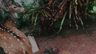 The Great Garden Escape