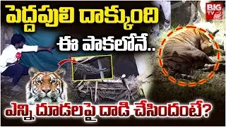 Tiger Caught | పెద్దపులి దాక్కుంది ఈ పాకలోనే.. | Tiger Hulchul In East Godavari District | BIGTV