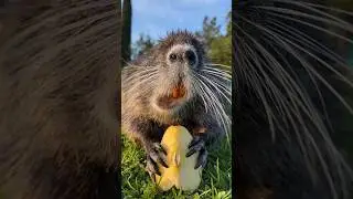 Myocastor coypus &ldquo;coipo&rdquo;