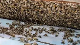 Como Fazer as Abelhas Subirem Para a Melgueira Mais Rapido