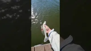Pu&scaron;tanje smudja🎣#smudj #pecanje #dtd #dunav #zander #spinning #jigging #catchandrelease #perch