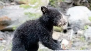Baby Black Bear Cubs Starting to Explore