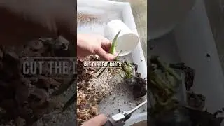 Как пересадить свою первую орхидею | Советы и смесь, которую я использую #orchidcare