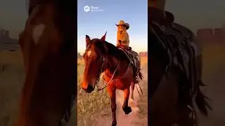 Cowboy or Cowcat ? 😻 #catvideos #catfunnyvideo #funny #funnycat #catshorts #cute