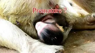 Why baby Brittany still look weak not like other baby in day 5 ? It's possible Brittany premature ?