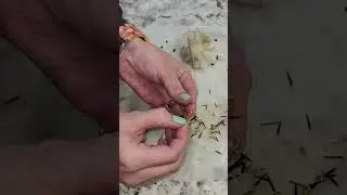 I do this in the fall to check the seeds I harvest too! #seedstarting #gardentips #nakedgardenerNC