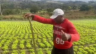 NASCI E FUI CRIADO DENTRO DA AGRICULTURA |TOUROFOLHAGEM #folhagem #agro #viral #mercadoagricola #fy 