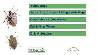 Managing Bad Stink Bugs Using Good Stink Bugs