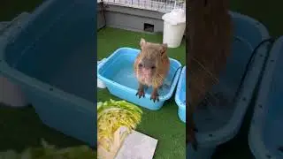 Bath time + snack time 🛁🍊 #Capybara #capybaracafe #animalcafe #animal #tokyo #shinjuku  #cappiness