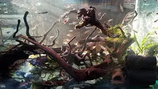 Venezuelan Conflict Guppies?!