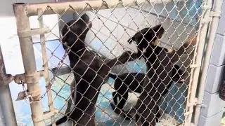 Lake City Humane Society to lose almost $400K contract after county officials decide not to renew