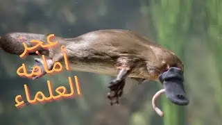 خلد الماء | محير العلماء | الكوكتيل الحيوانى