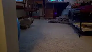 Bunny Loves Remote Learning Days