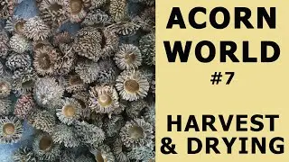 Acorn Harvest: Drying caps & nuts