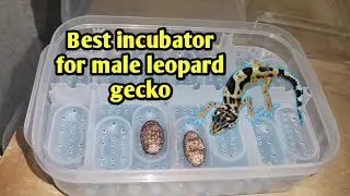 DIY High Humidity Egg Tray for Leopard Gecko