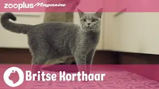 Britse Korthaar: karakter, verzorging & voeding
