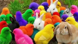 Ayam Lucu & Hewan Imut 🐔🐰 Video Menghibur
