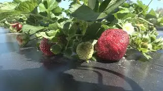 How strawberry farms protect their crops in freezing temperatures