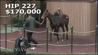 Nyquist as a Keeneland November weanling