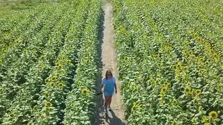 Sun Flower Summer