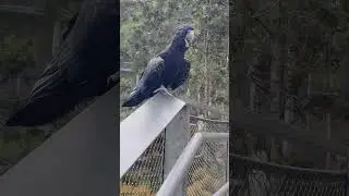 Big birds #singaporezoo #birds #birdspecies #nature #love #travel #vacation #fun #seeingisbelieving