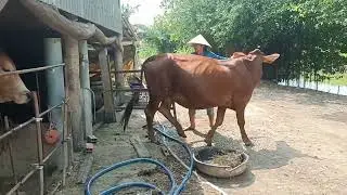 18 tháng 1 tiếp tục giao bò chữ đẹp về Trà Vinh 0984471687